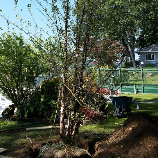 Residential Tree Trimming'