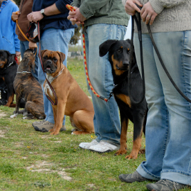 Service Dog Training'