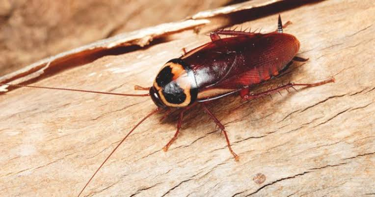 Company Logo For Cockroach Control Perth'