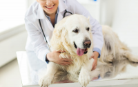 Veterinary Rapid Test Market
