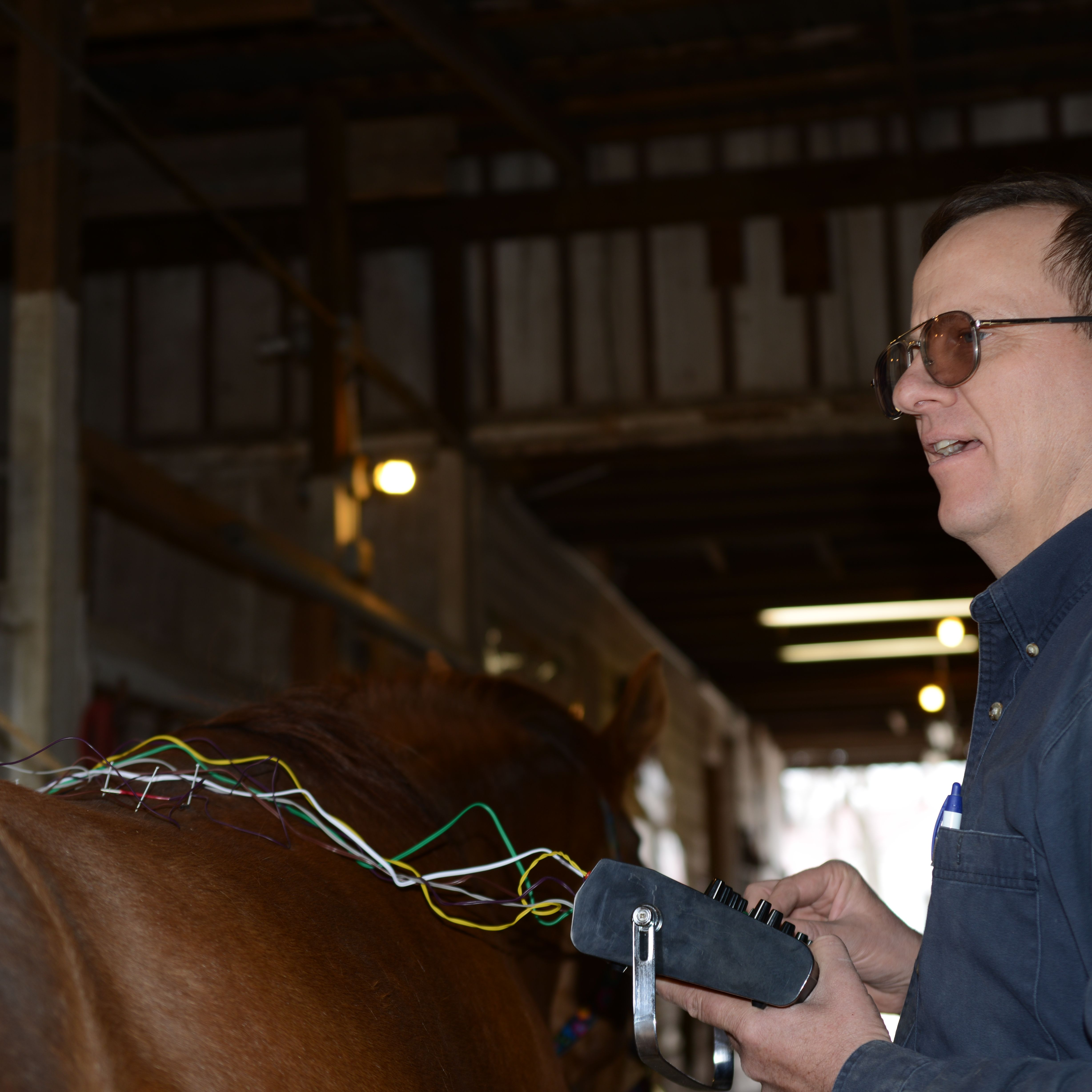 Horse Acupuncture'
