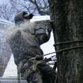 Tree Removal'
