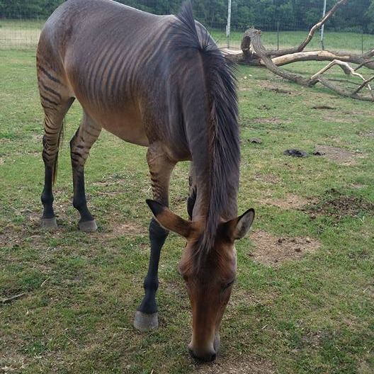 Company Logo For The Riding Stable LLC'