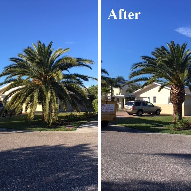 Tree Removal'
