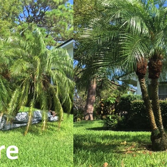 Tree Trimming'