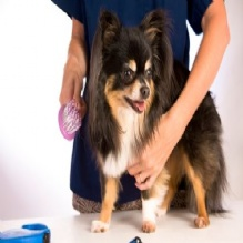 Pet Grooming'