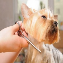 Dog Grooming'