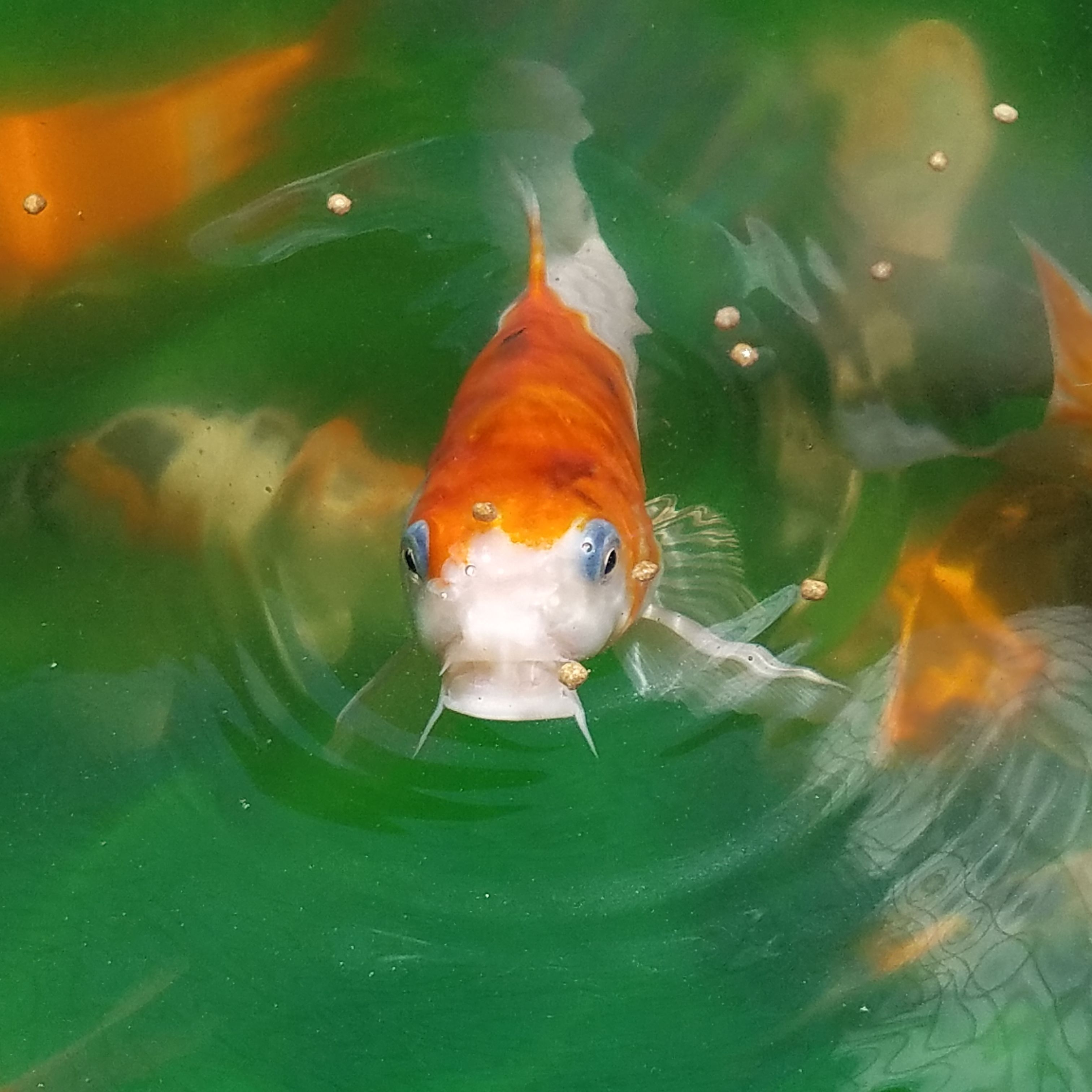 Company Logo For Personal Touch The Fish Superstore'