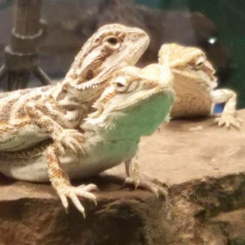 Tropical Fish Store'