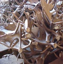 Antler Sales'