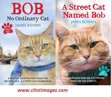 Clint Images - Cat Photography'