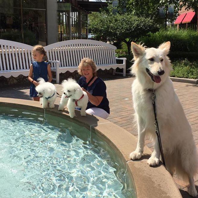 Puppy Group Training'