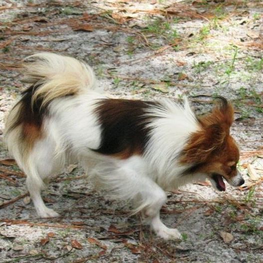 Papillon Puppies for Sale'