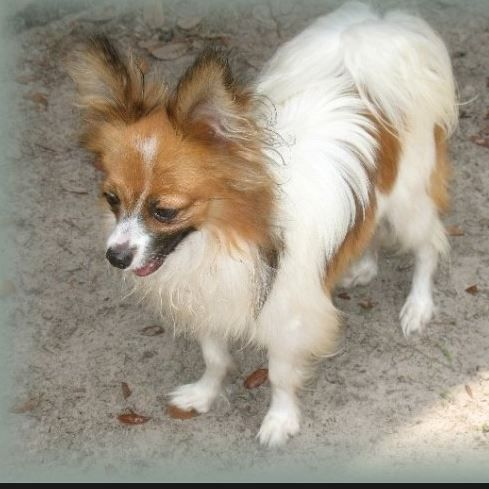 Papillon Puppies'