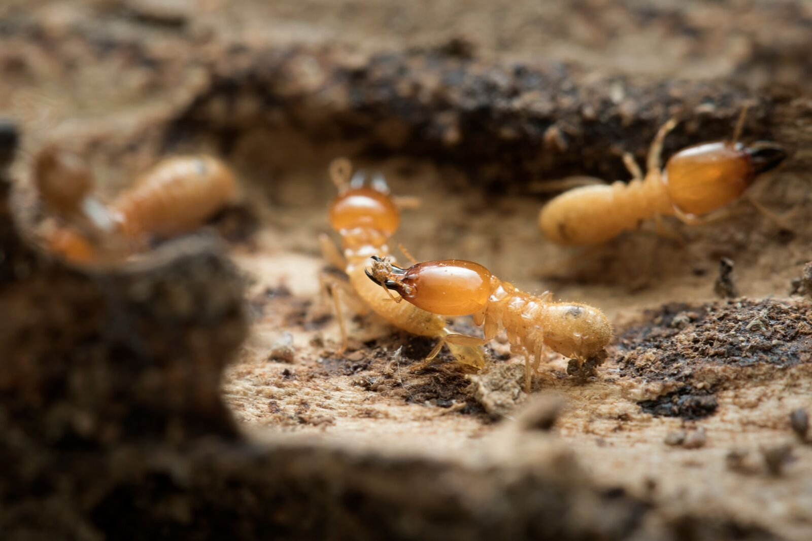 Bed Bug Extermination'