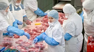 horse meat