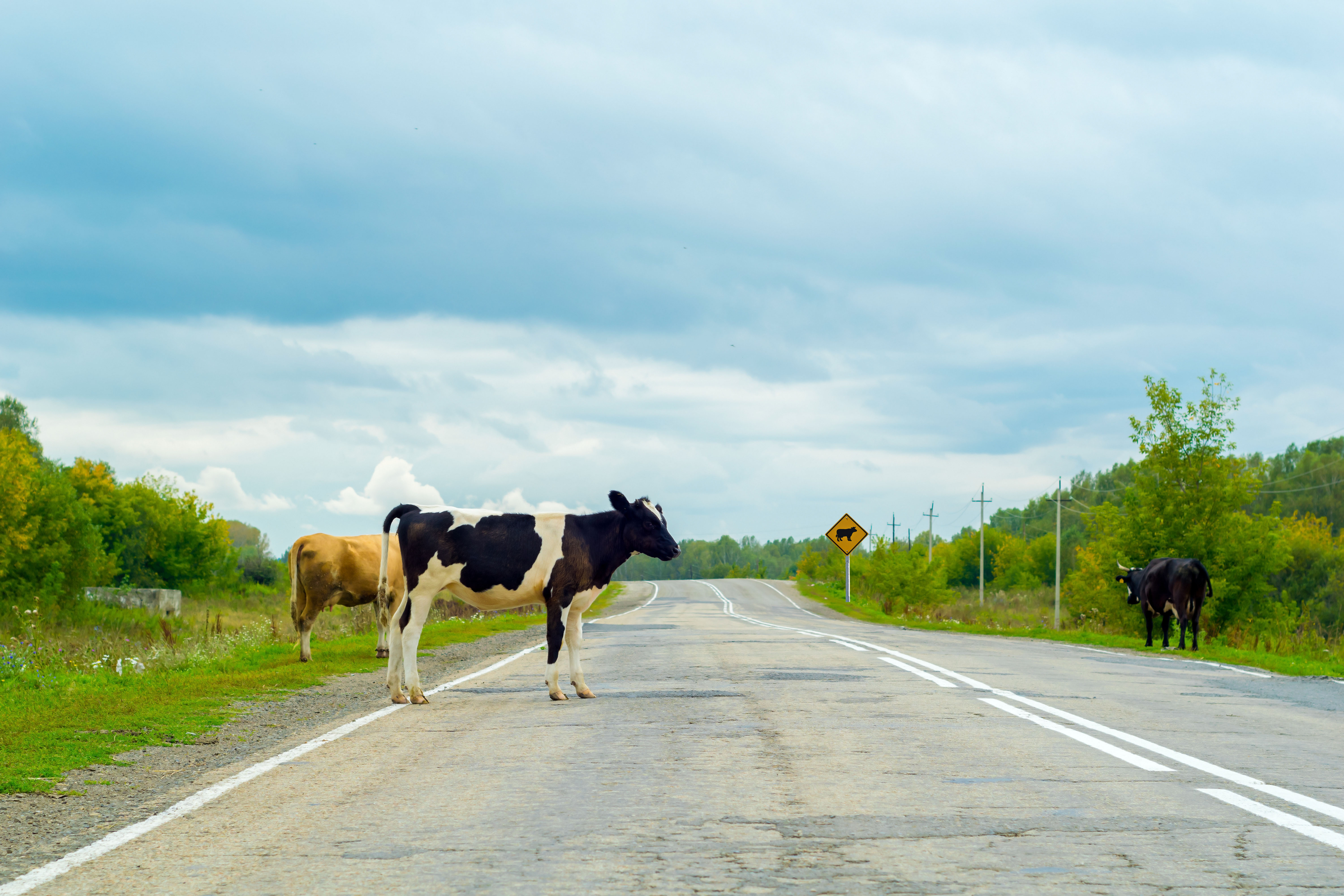 Cattle Cause Fatal Car Crash