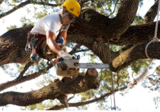 Tree Services Offered at Affordable Rates by Tree Removal Sa