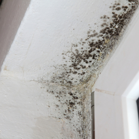 Mold Removal'