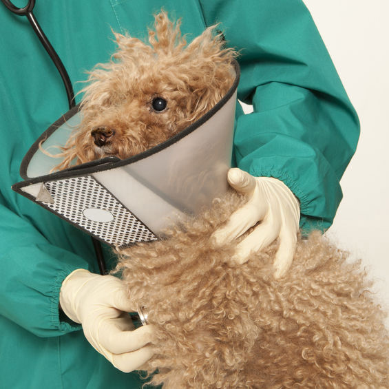 Veterinarian'