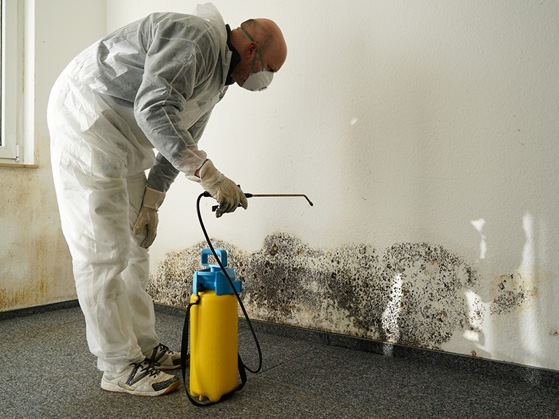 Company Logo For Mold Remediation Near Me Clifton NJ | The M'