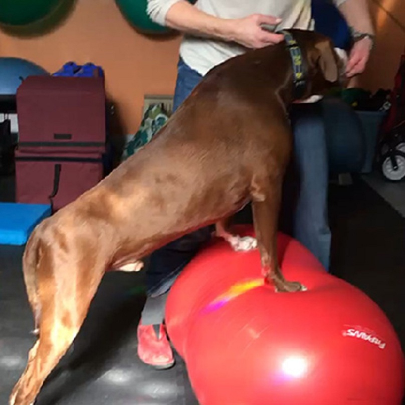 Physical Therapy For Dogs'