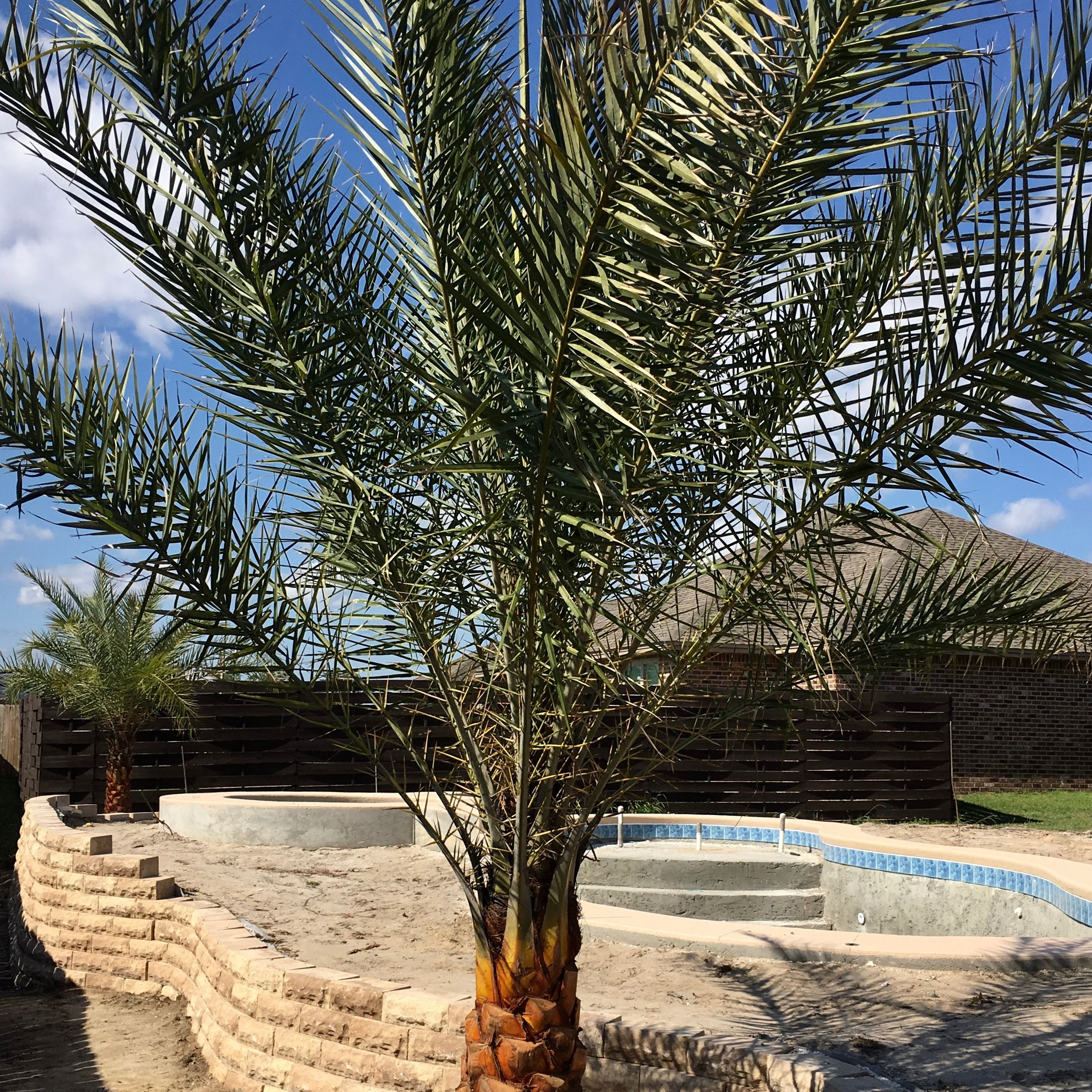 Palm Tree Nursery'