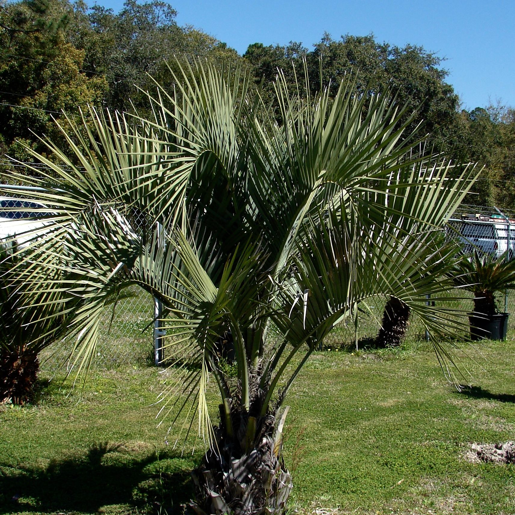 Palm Trees'