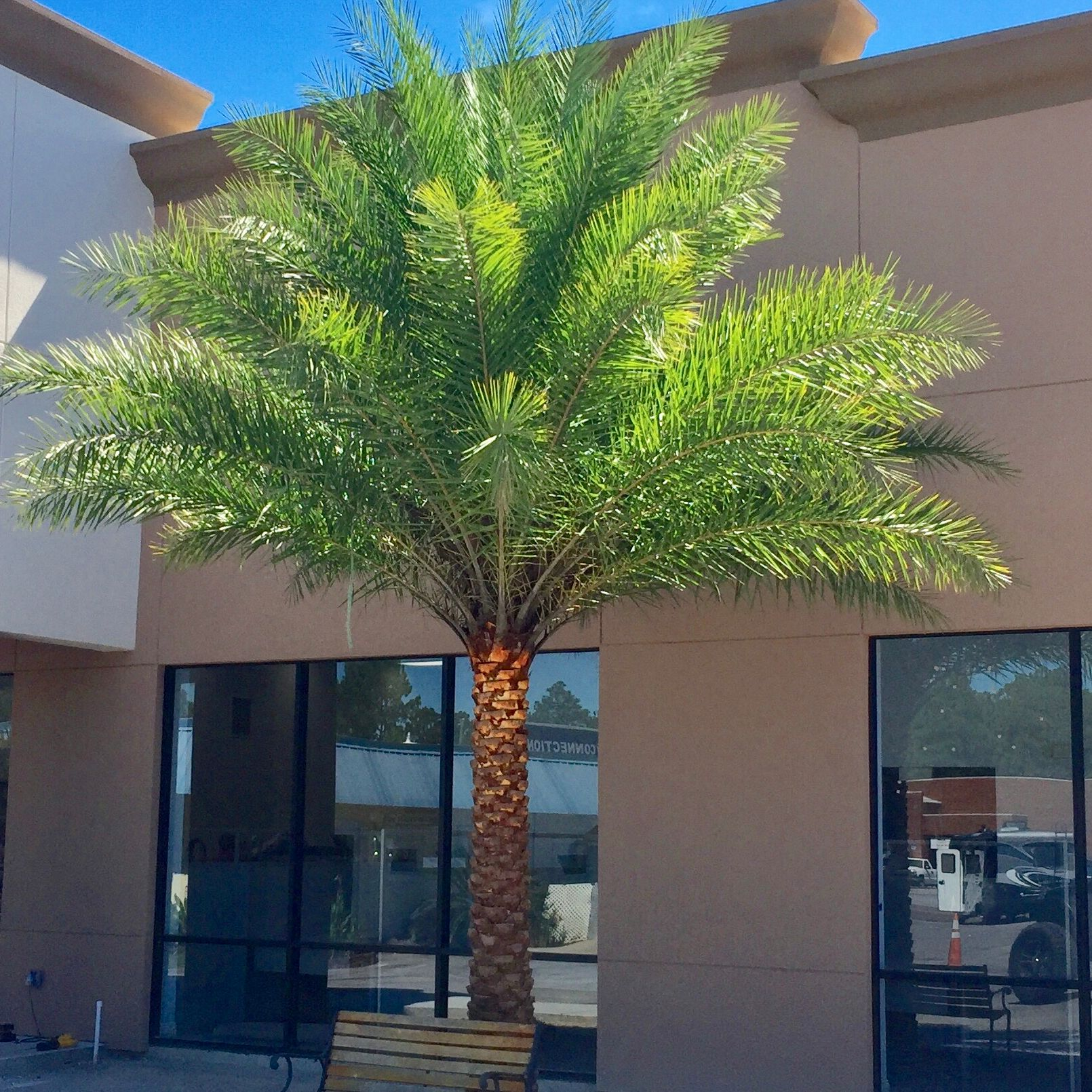 Palm Tree Supplier'