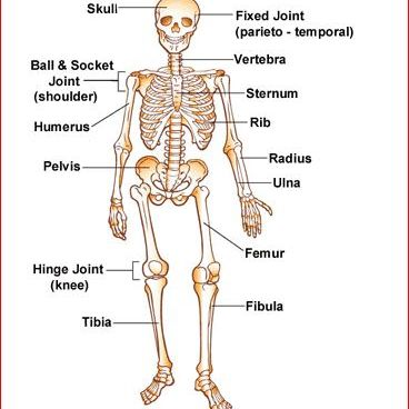 Medical Factoids'