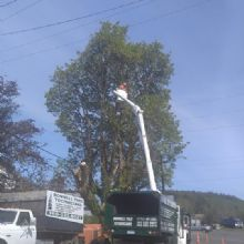 Tree Removal'