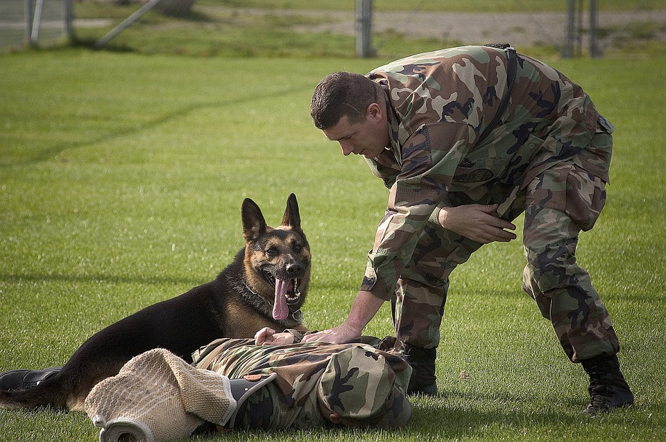 Private Dog Training Utah'