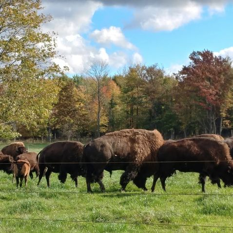 Buffalo Farm'