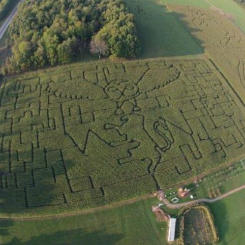 Corn Maze'