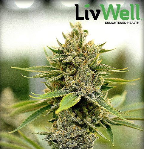 Trinidad Dispensary'