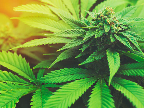 Dispensaries In Trinidad Colorado'