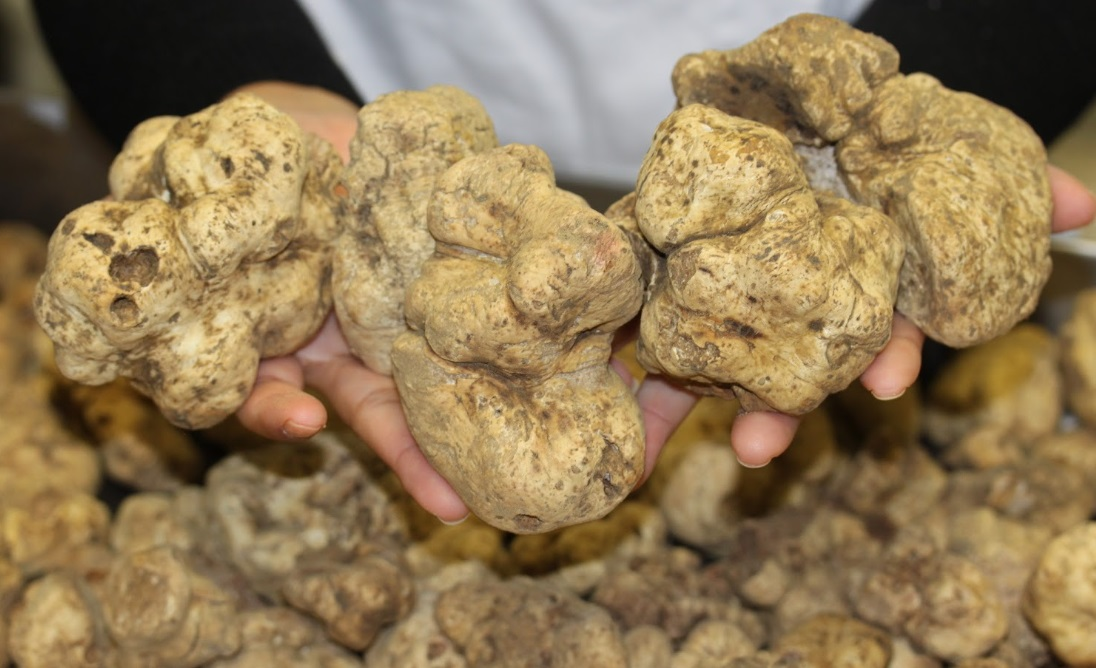 Truffle Zest'