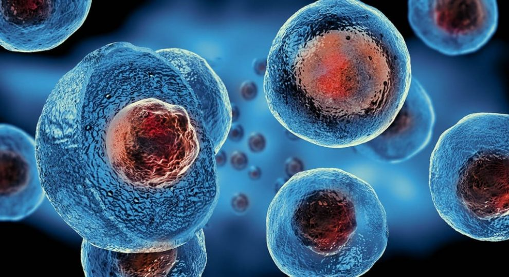 Stem Cell Market