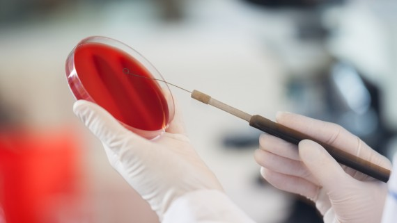 Veterinary Molecular Diagnostics Market