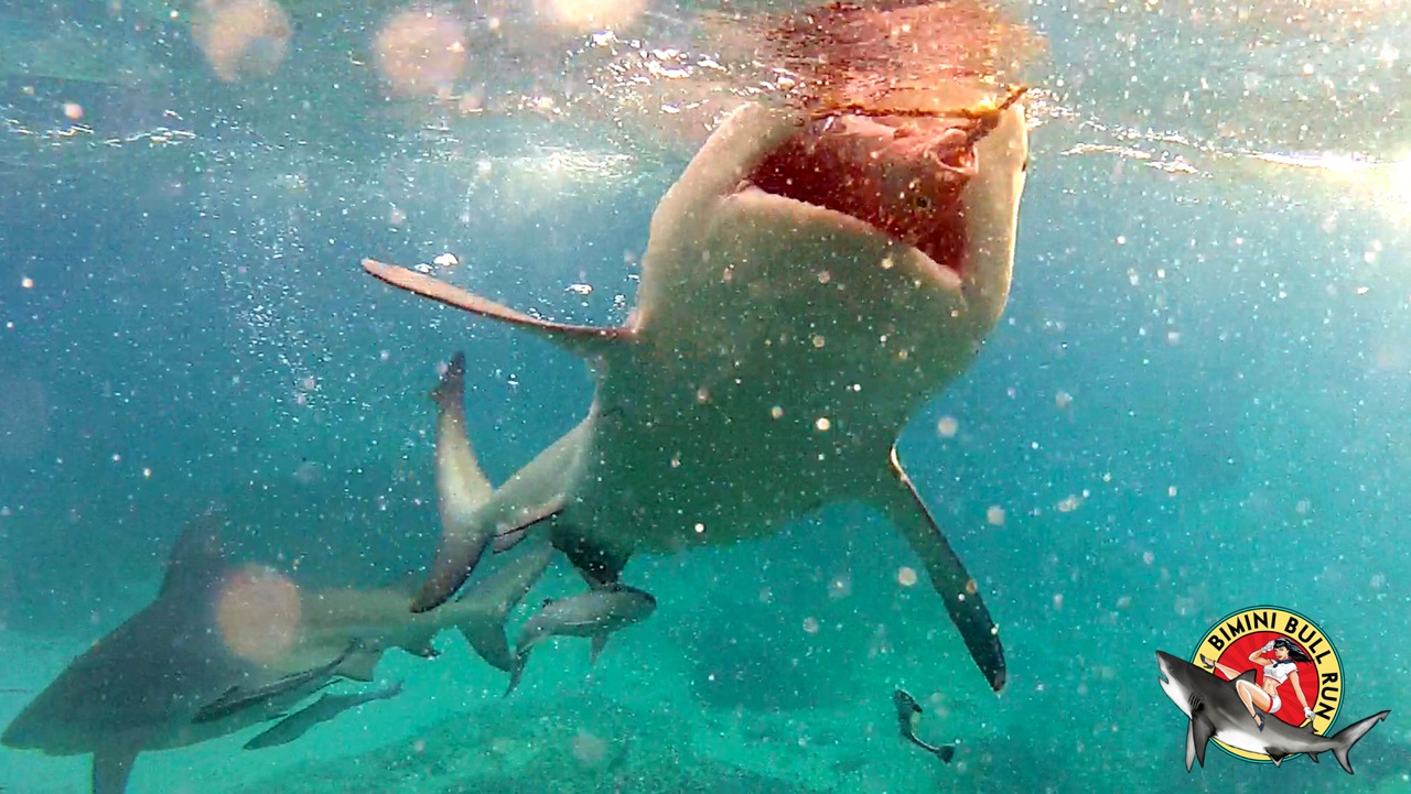 Bimini-Bull-Run-SG1.jpeg