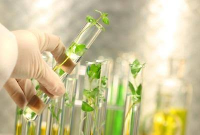 Botanical Extract Market