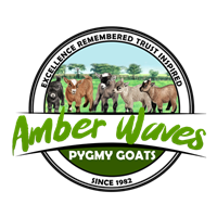 Company Logo For Amber Waves Pygmy Goats'