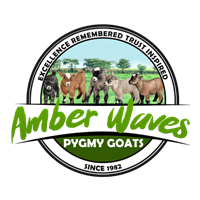 Amber Waves Pygmy Goats Logo