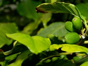green coffee bean extract