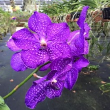 Company Logo For Banjong Orchids'