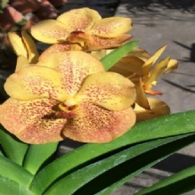 Orchid Grower'