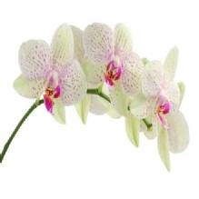 Flowers'