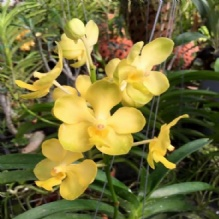 Tropical Orchids'
