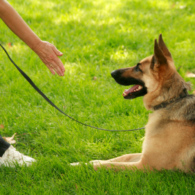 Southern Nevada Dog Training Logo