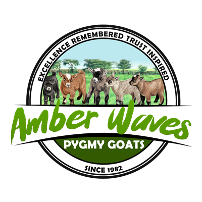 Company Logo For Amber Waves Pygmy Goats'